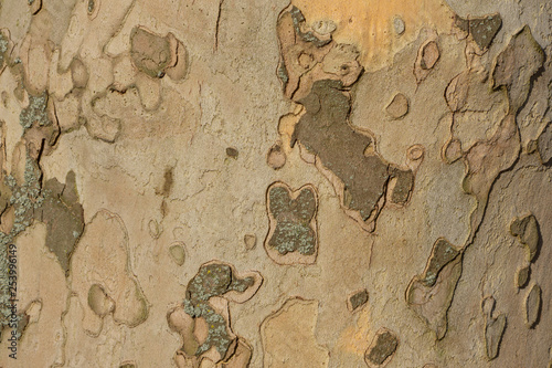 Close up image of mottled sycamore tree bark for background