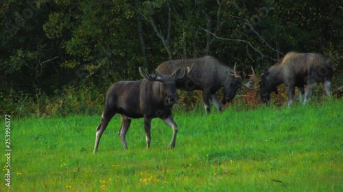 A group of young bull moose grazing in a field near the edge of the woods. One moose walks toward the camera. photo