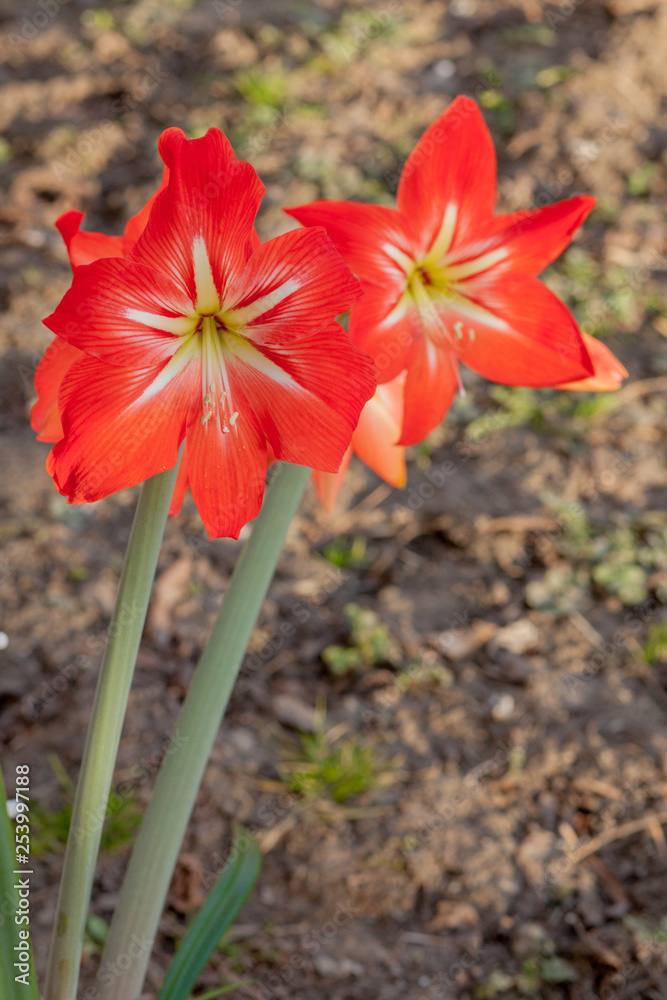 Close-up Garden red lily flowers on sunny day