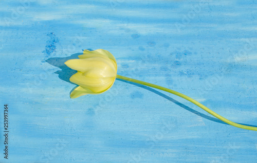 Blooming yellow tulip closeup photo