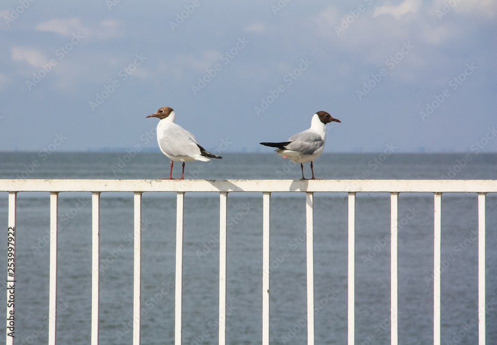 Seagulls on a railing