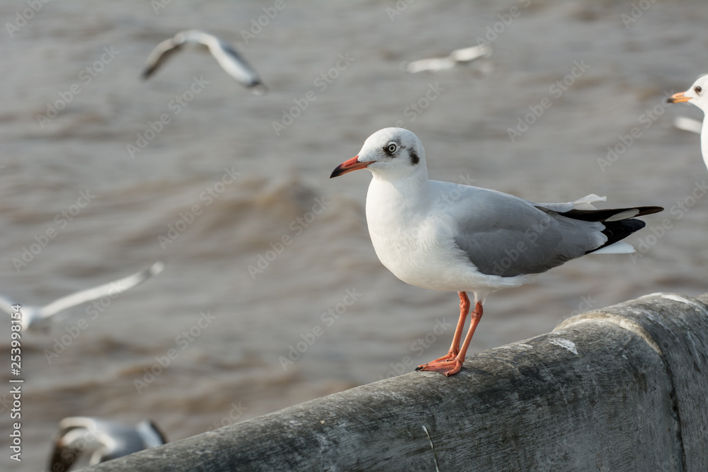 Seagull portrait against sea shore, White bird seagull sitting by the beach Seagull portrait against sea shore, White bird seagull sitting by the beach