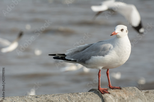 Seagull portrait against sea shore, White bird seagull sitting by the beach