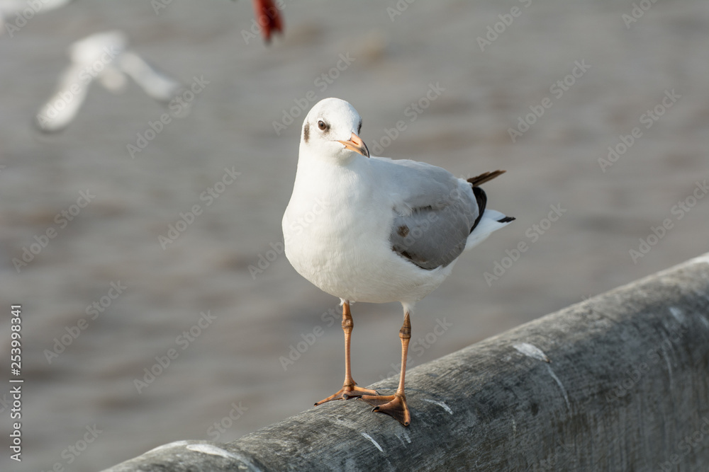 Seagull portrait against sea shore, White bird seagull sitting by the beach Seagull portrait against sea shore, White bird seagull sitting by the beach