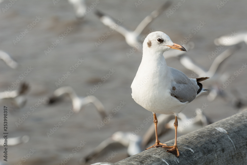 Seagull portrait against sea shore, White bird seagull sitting by the beach Seagull portrait against sea shore, White bird seagull sitting by the beach