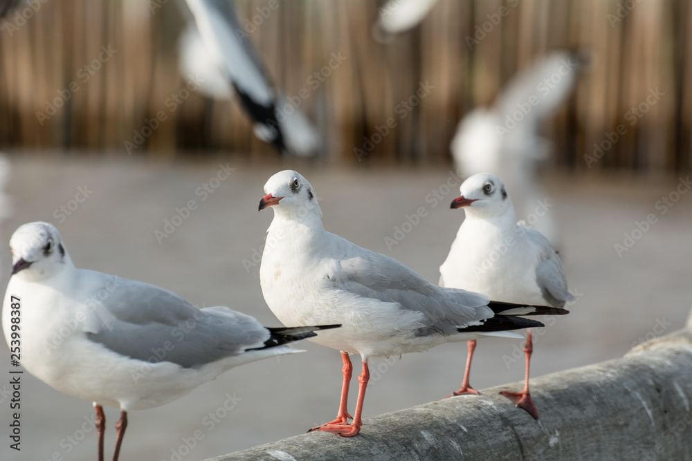 Seagull portrait against sea shore, White bird seagull sitting by the beach Seagull portrait against sea shore, White bird seagull sitting by the beach