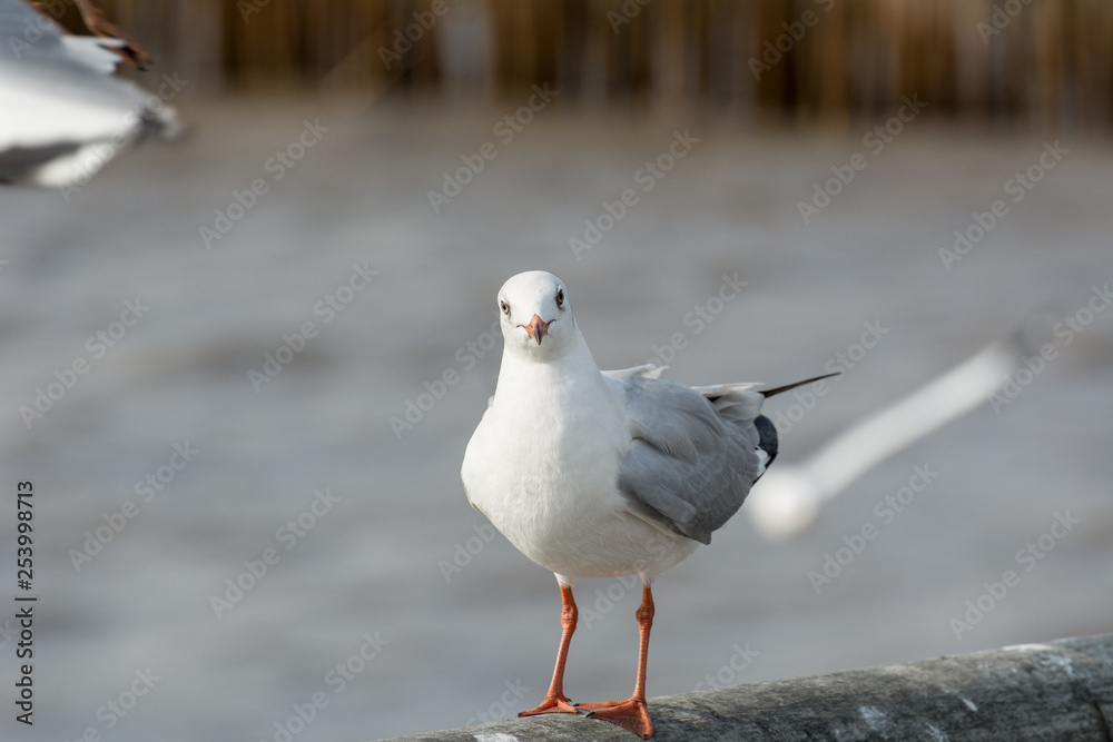 Seagull portrait against sea shore, White bird seagull sitting by the beach Seagull portrait against sea shore, White bird seagull sitting by the beach