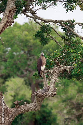 Grey-headed fish eagle on a tree