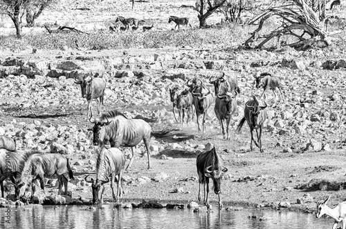 Blue wildebeest drinking at a waterhole in Northern Namibia. Monochrome