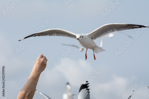 Seagulls feeding from human s hand  Sky background    Seagull catching his food from a hand