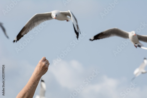 Seagulls feeding from human's hand (Sky background) , Seagull catching his food from a hand
