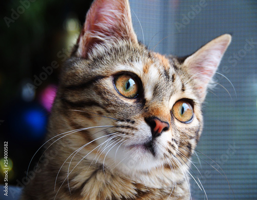 Portrait of a cute brown and white female cat