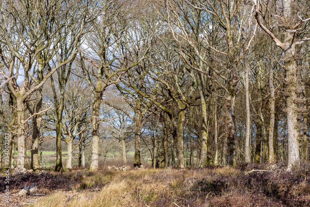 Bare trees in the late winter sunshine, in Sussex Bare trees in the late winter sunshine, in Sussex
