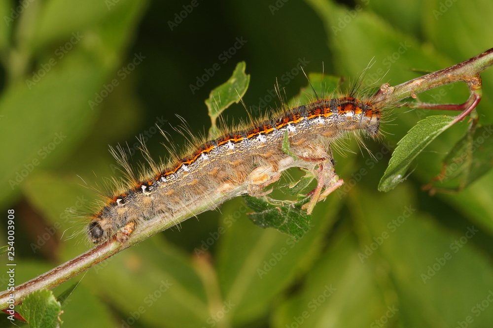 Trichiura crataegi (LINNAEUS, 1758) Weißdornspinner , Raupe 20.05.2017 DE, RLP, Mosel, Piesport