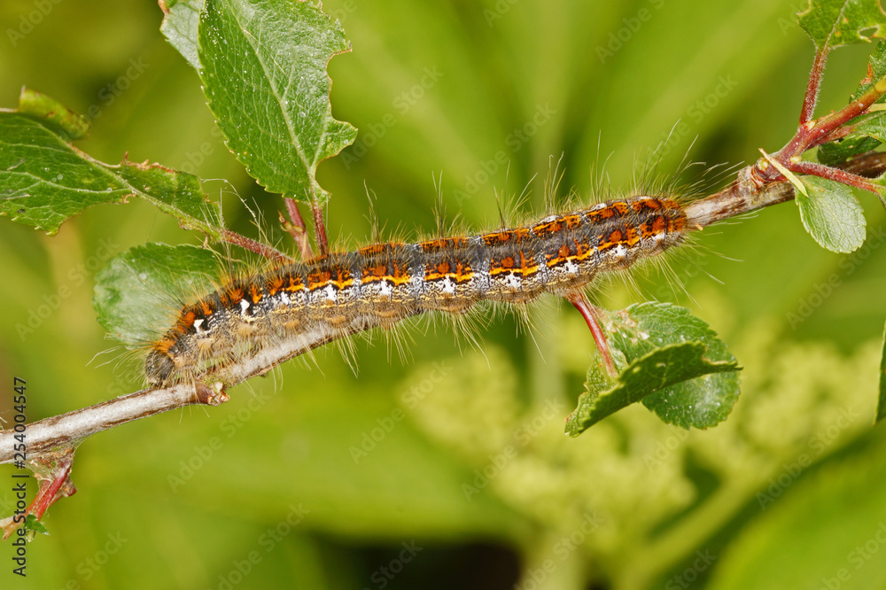 Trichiura crataegi (LINNAEUS, 1758) Weißdornspinner , Raupe 20.05.2017 DE, RLP, Mosel, Piesport Trichiura crataegi (LINNAEUS, 1758) Weißdornspinner , Raupe 20.05.2017 DE, RLP, Mosel, Piesport