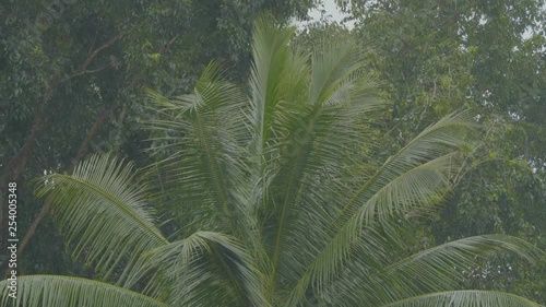 Tropical rain on Maui island, Hawaii