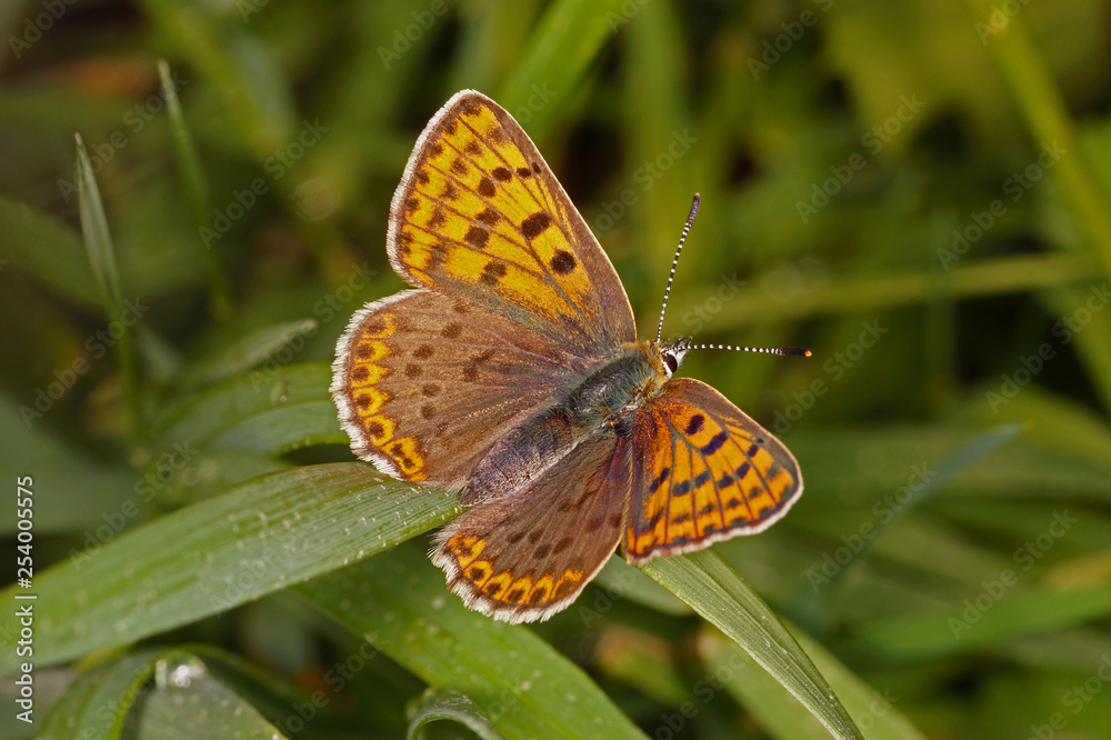 Fototapeta premium Lycaena tityrus (PODA, 1761) Brauner Feuerfalter , Weibchen 20.05.2017 DE, RLP, Mosel, Piesport