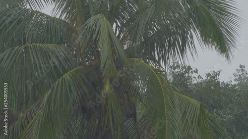 Tropical rain on Maui island, Hawaii