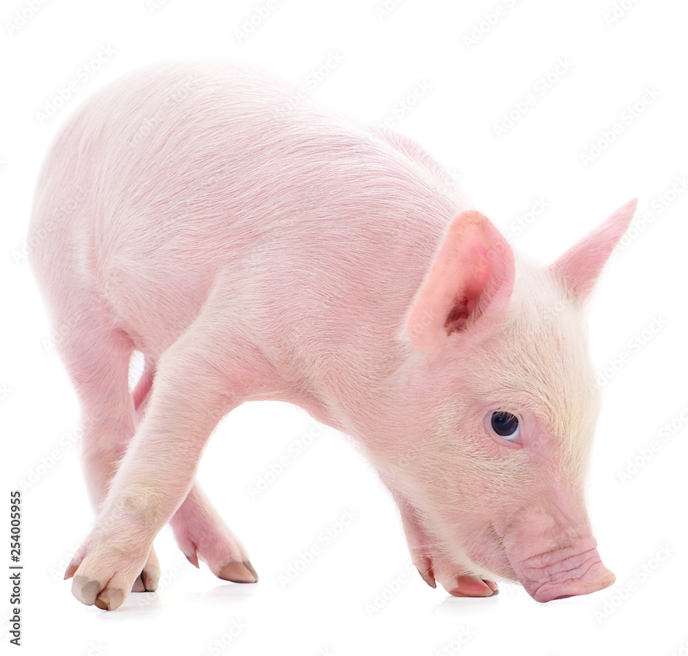 Small pink pig isolated. Small pink pig isolated.