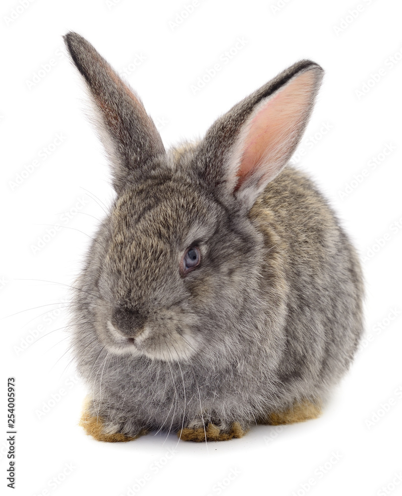 Gray rabbit isolated. Gray rabbit isolated.