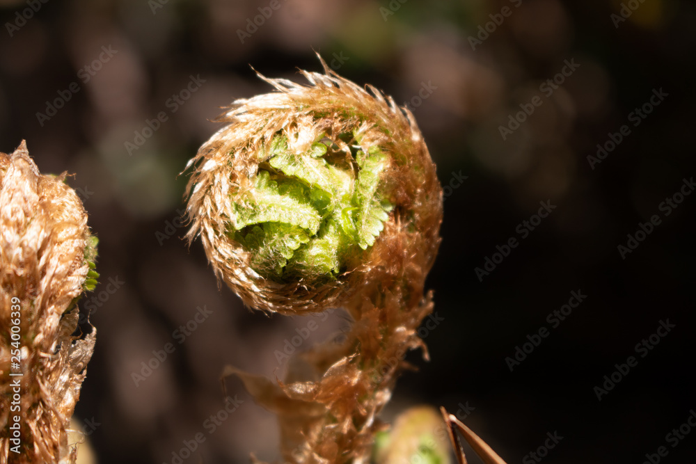 A young round fern dissolves its leaves towards the sun A young round fern dissolves its leaves towards the sun