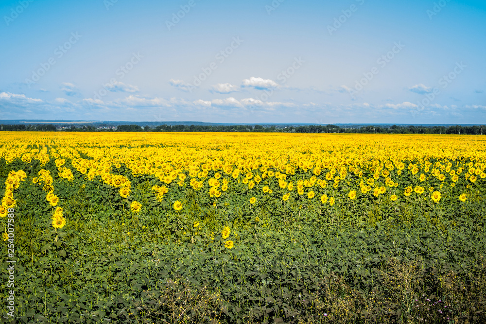 Obraz premium Flowering sunflowers in the sunflower field. Horizontal image