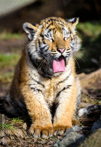 The Siberian tiger (Panthera tigris tigris) also called Amur tiger (Panthera tigris altaica) in the ZOO © milanvachal