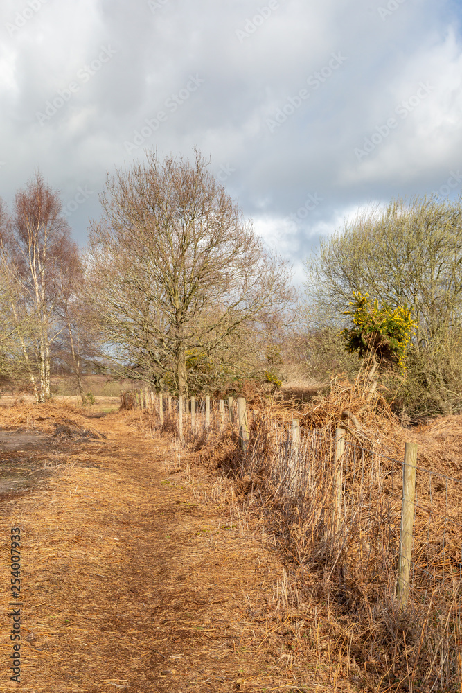 A pathway in Chailey Common in Sussex, on a sunny late winter day A pathway in Chailey Common in Sussex, on a sunny late winter day