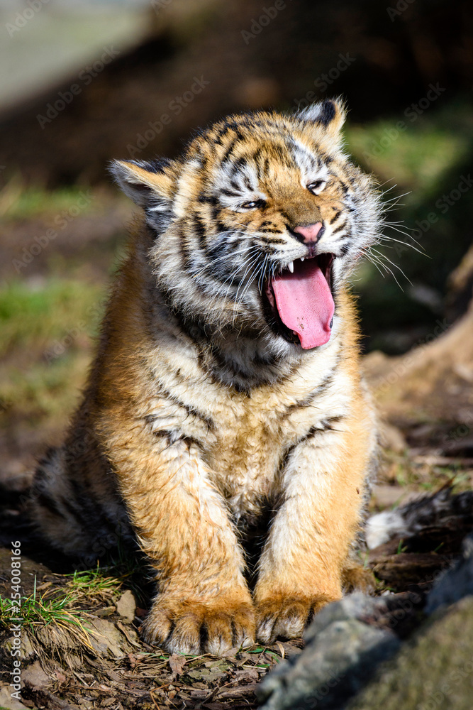 The Siberian tiger (Panthera tigris tigris) also called Amur tiger (Panthera tigris altaica) in the ZOO The Siberian tiger (Panthera tigris tigris) also called Amur tiger (Panthera tigris altaica) in the ZOO