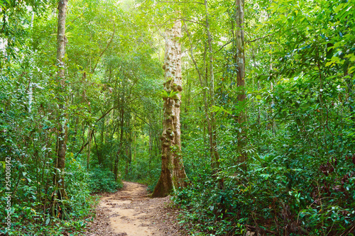 forest trail in Phu Quoc  Vietnam