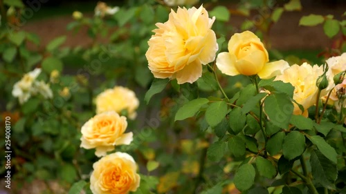 Yellow rose bush flowering during summer. Molineux variety. PAN UP SHOT. photo