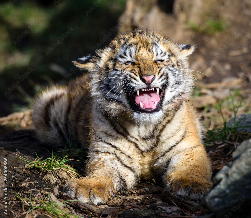 Obraz premium The Siberian tiger (Panthera tigris tigris) also called Amur tiger (Panthera tigris altaica) in the ZOO