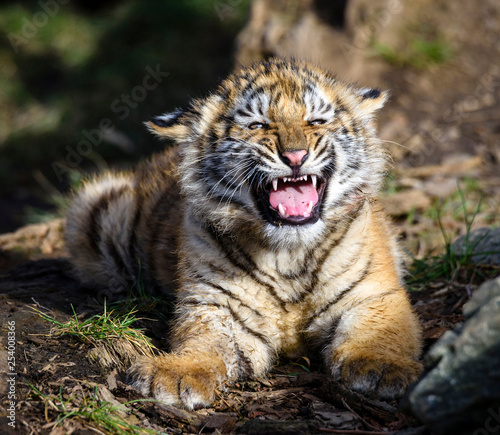 The Siberian tiger  Panthera tigris tigris  also called Amur tiger  Panthera tigris altaica  in the ZOO