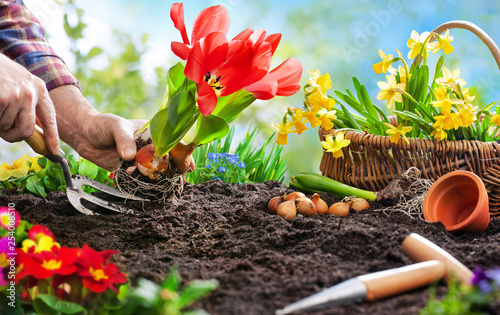 Fototapeta Naklejka Na Ścianę i Meble -  Planting spring flowers in the garden