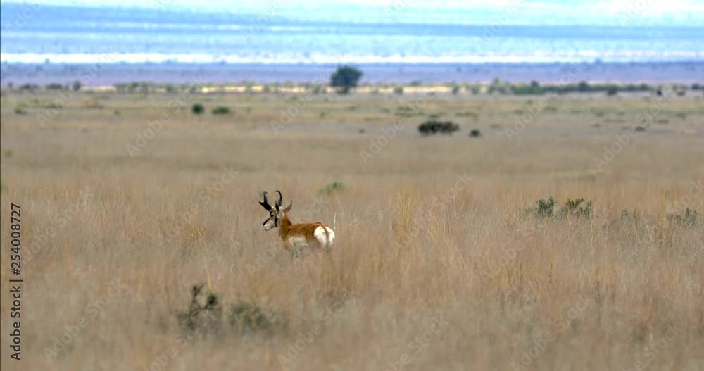 Texas Pronghorn a close relative of antelope grazing in an open field on a windy day. Texas Pronghorn a close relative of antelope grazing in an open field on a windy day.