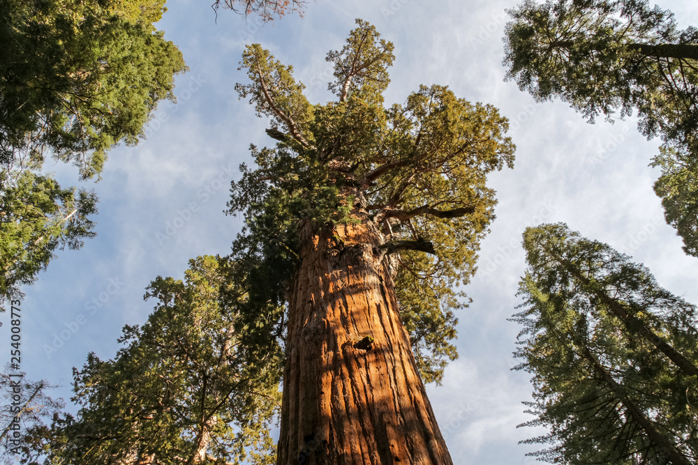 Sequoias in Sequoia National Park, California. View from below
