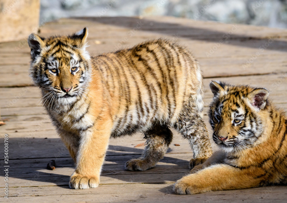 Obraz premium The Siberian tiger (Panthera tigris tigris) also called Amur tiger (Panthera tigris altaica) in the ZOO