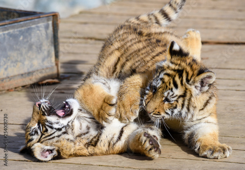 The Siberian tiger (Panthera tigris tigris) also called Amur tiger (Panthera tigris altaica) in the ZOO