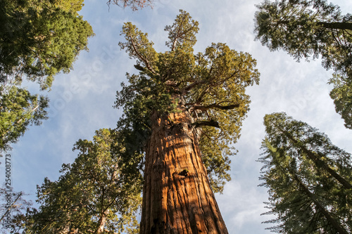 Sequoias in Sequoia National Park, California. View from below © Dmitriy