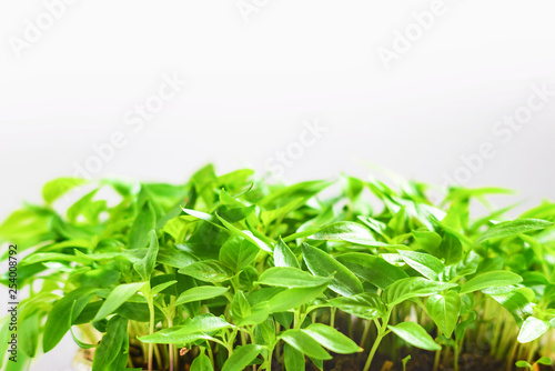 Young green shoots of sweet pepper with juicy leaves. Seedlings of bell pepper