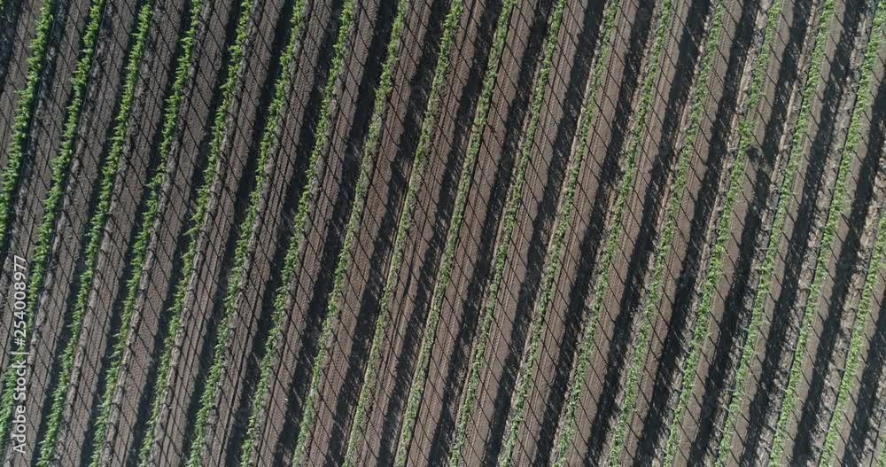 Aerial cenital plane shot of a vineyard in Valle of Guadalupe Baja California Aerial cenital plane shot of a vineyard in Valle of Guadalupe Baja California