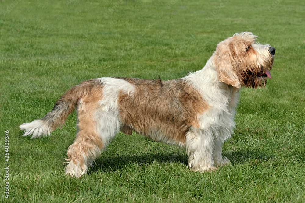 Petit Basset Griffon on the green grass Petit Basset Griffon on the green grass