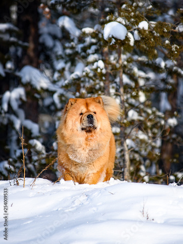 chow chow dog walks outdoor in the winter forest  © Мария Егорова