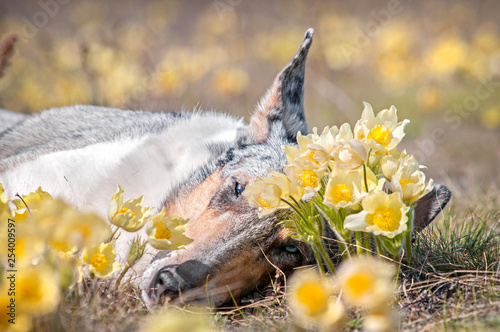 smooth collie and pasque-flower snowdrop rest outdoor  photo