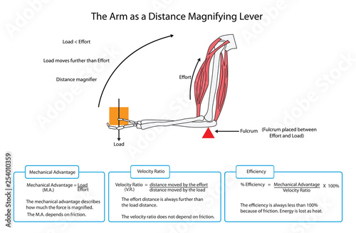 Fully labelled diagram of the arm as a distance magnifying lever. EPS10