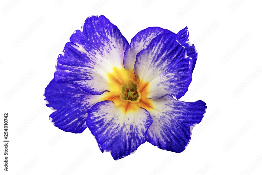 Flower on a white background for designer one close-up.