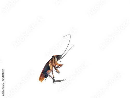 cockroach on white background. © BooDogz