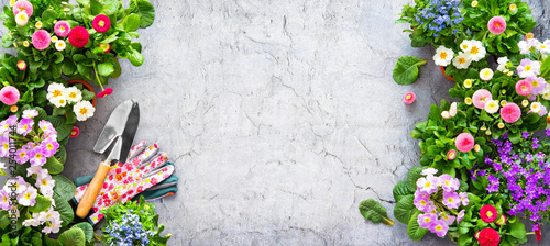 Fototapeta Naklejka Na Ścianę i Meble -  Gardening tools and spring flowers on the terrace