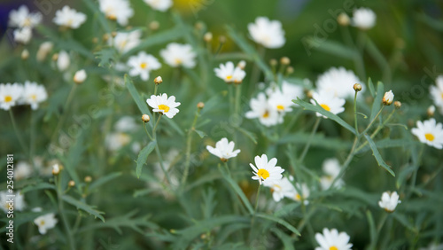 Daisies in green grass