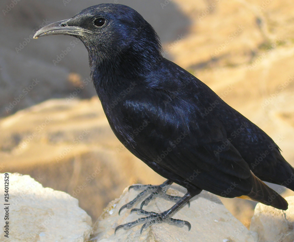 Obraz premium Bird on Masada fortress, Dead sea, Israel